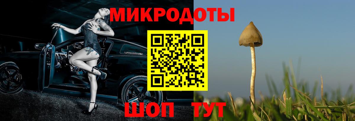 Ефремов  Галлюциногенные грибы Psilocybine cubensis  Вход с VPN 